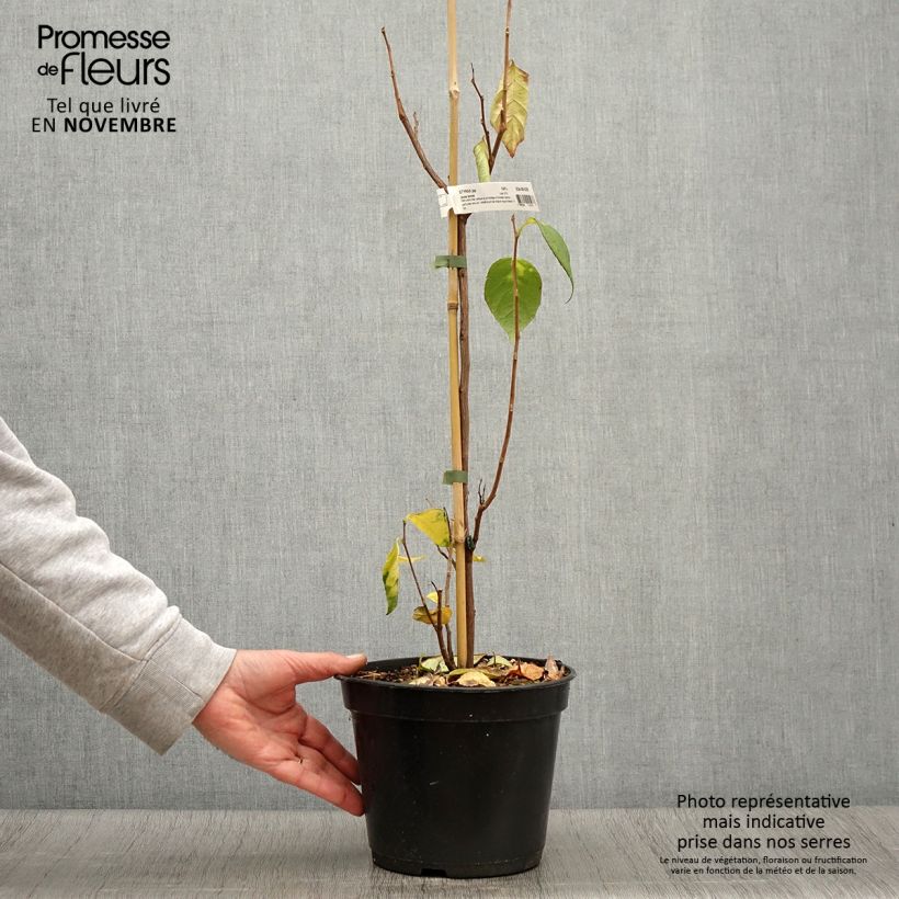 Amostra de Styrax japonicus June Snow Vaso de 3 L/4 L tal como entregue no outono