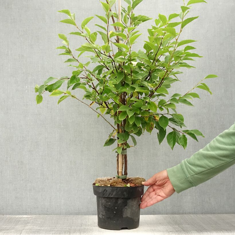 Amostra de Styrax japonicus Snowfall Vaso de 4 L/5 L tal como entregue no verão