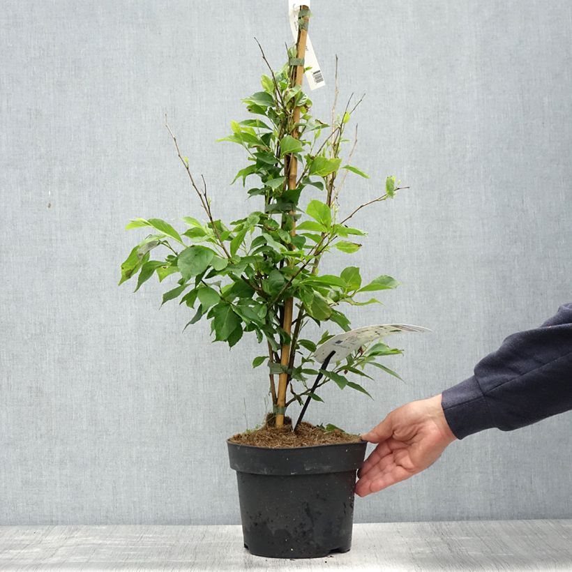 Amostra de Styrax japonicus Snowfall Vaso de 4 L/5 L tal como entregue na primavera
