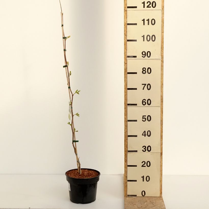 Amostra de Styrax obassia Vaso de 2 L/3 L tal como entregue na primavera