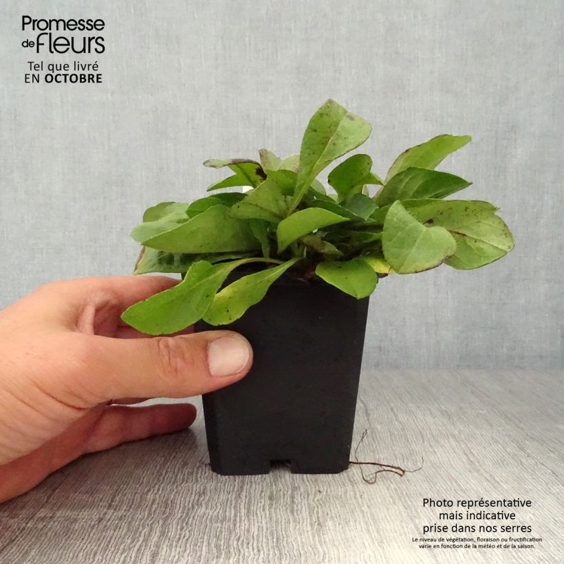 Amostra de Succisa pratensis Vaso de 8/9 cm tal como entregue no outono