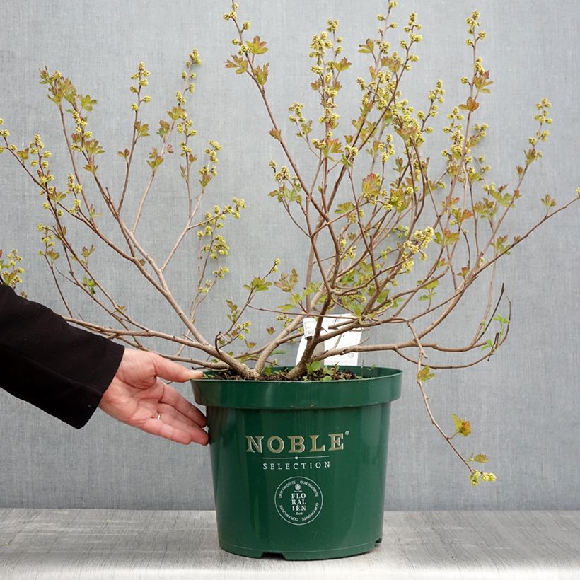 Amostra de Rhus aromatica Gro-Low Vaso de 7,5 L/10 L tal como entregue na primavera