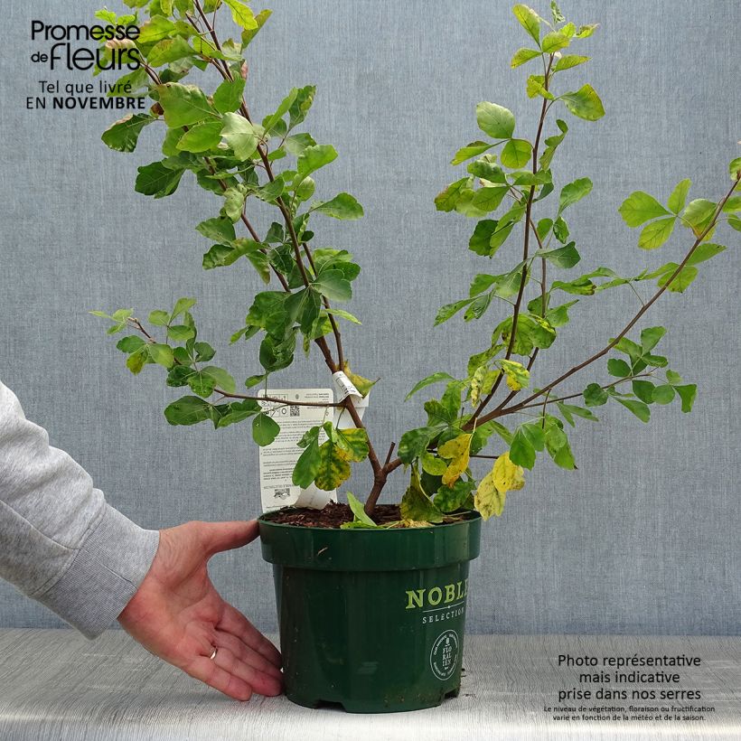 Amostra de Rhus aromatica Gro-Low Vaso de 3 L/4 L tal como entregue no outono