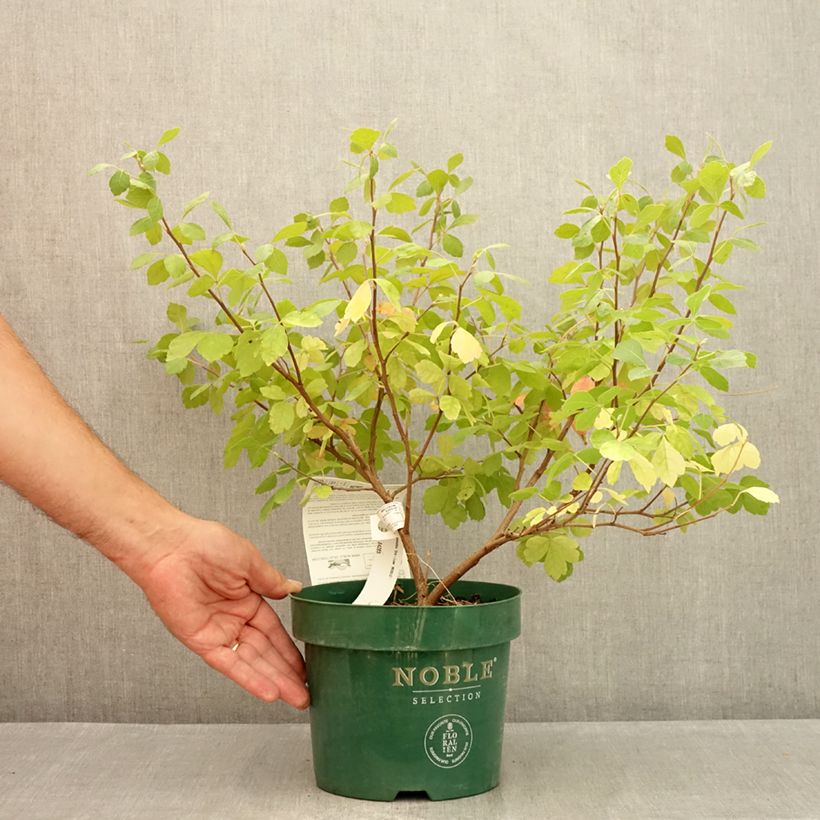 Amostra de Rhus aromatica Gro-Low Vaso de 3 L/4 L tal como entregue no verão
