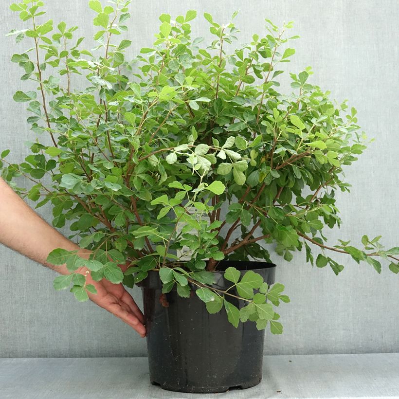 Amostra de Rhus aromatica Gro-Low Vaso de 7,5 L/10 L tal como entregue no verão