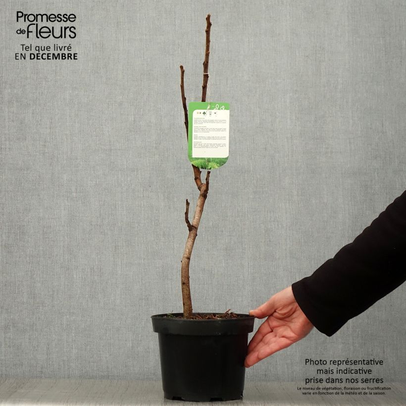 Amostra de Rhus typhina Dissecta Vaso de 3 L/4 L tal como entregue no outono
