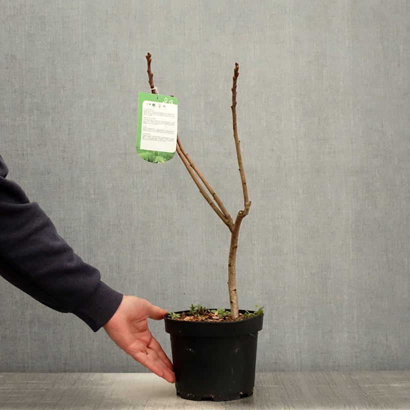 Amostra de Rhus typhina Dissecta Vaso de 3 L/4 L tal como entregue na primavera