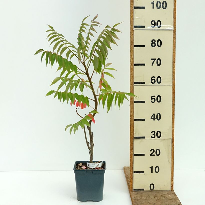 Amostra de Rhus typhina Vaso de 4 L/5 L tal como entregue no verão