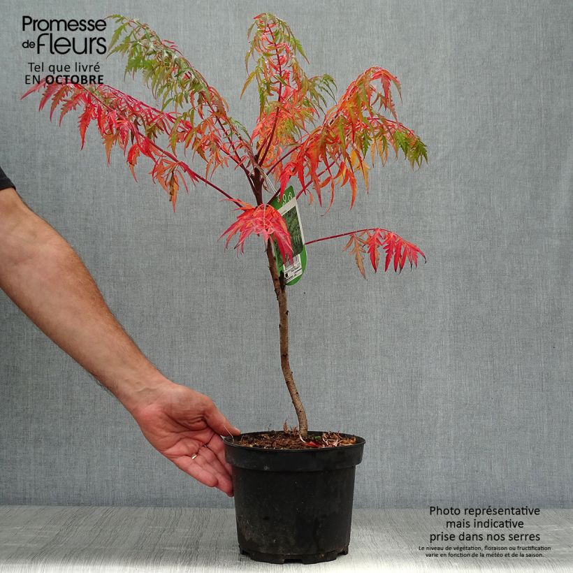 Amostra de Rhus glabra Laciniata Vaso de 3 L/4 L tal como entregue no outono