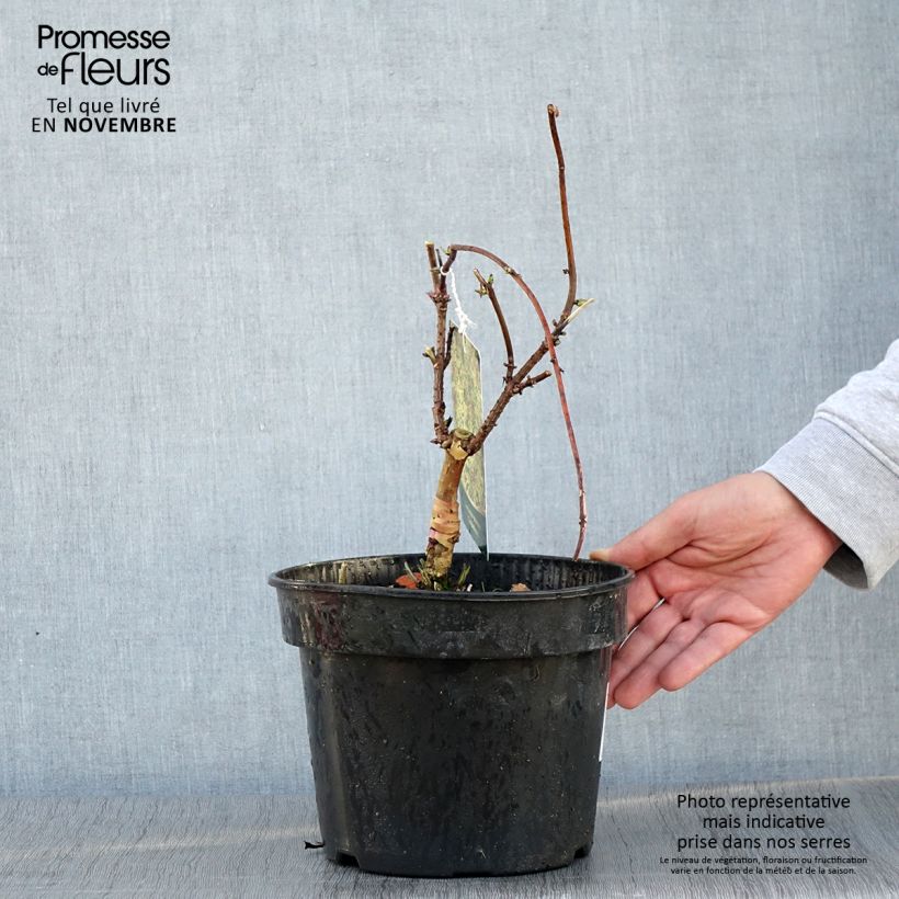 Amostra de Sureau à grappes - Sambucus racemosa Goldenlocks Pot de 4L/5L tal como entregue no outono