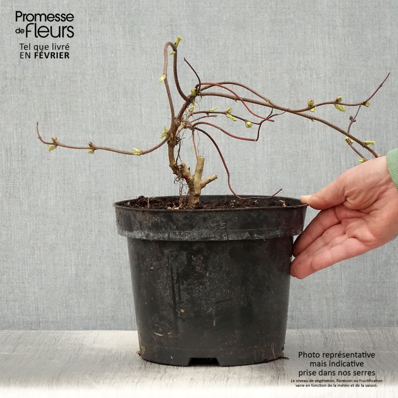 Amostra de Sureau à grappes - Sambucus racemosa Goldenlocks Pot de 4L/5L tal como entregue no inverno