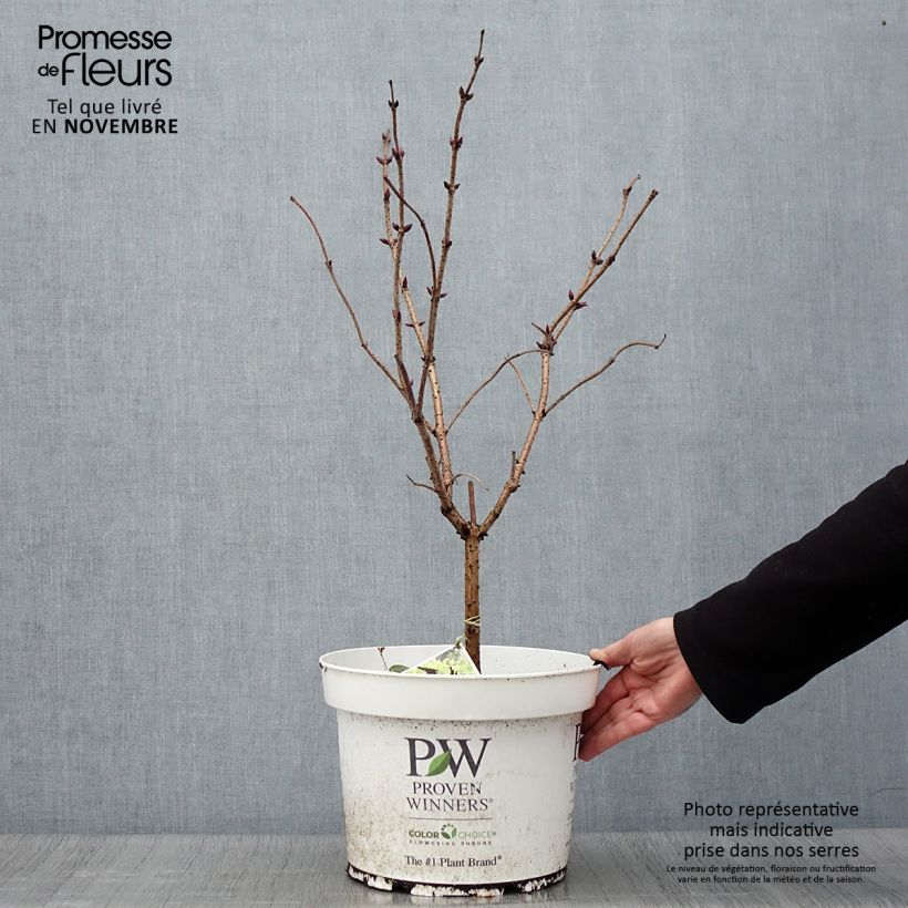 Amostra de Sambucus racemosa Lemony Lace Vaso de 7,5 L/10 L tal como entregue no outono