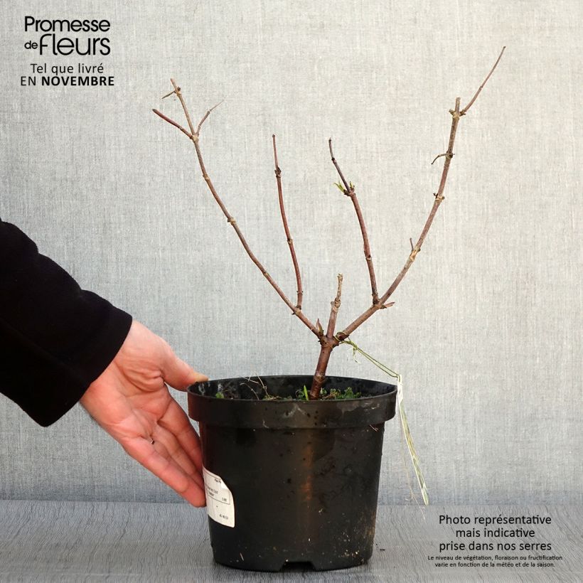 Amostra de Sambucus racemosa Sutherland Gold Vaso de 2 L/3 L tal como entregue no outono