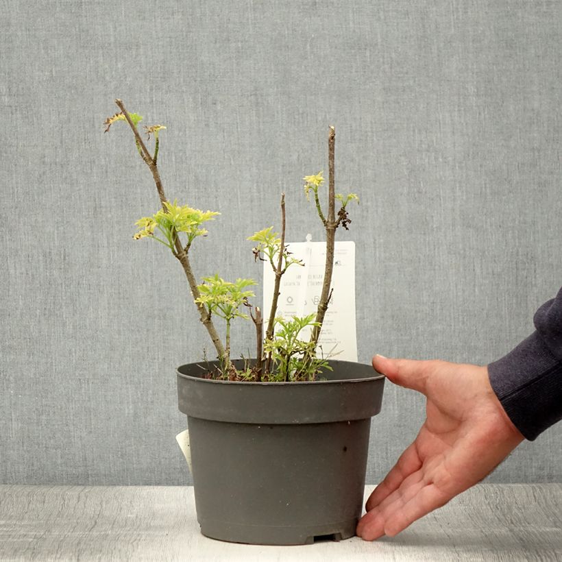 Amostra de Sambucus racemosa Sutherland Gold Vaso de 2 L/3 L tal como entregue no verão