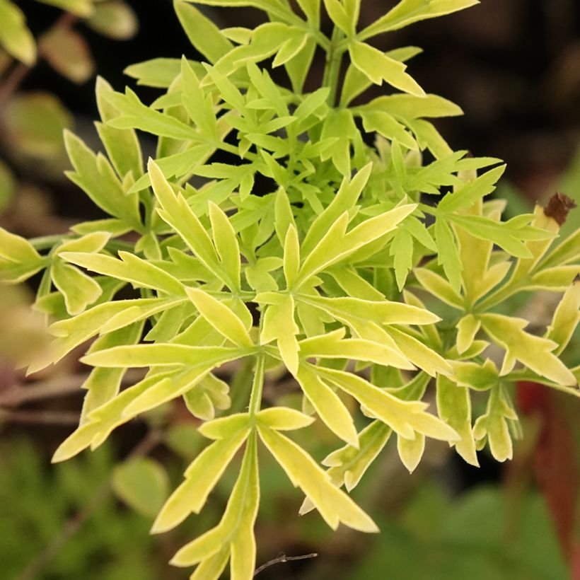 Sambucus racemosa Sutherland Gold (Folhagem)