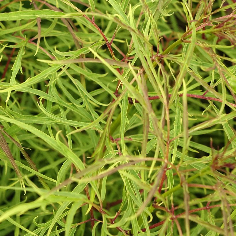 Sambucus racemosa Tenuifolia (Folhagem)
