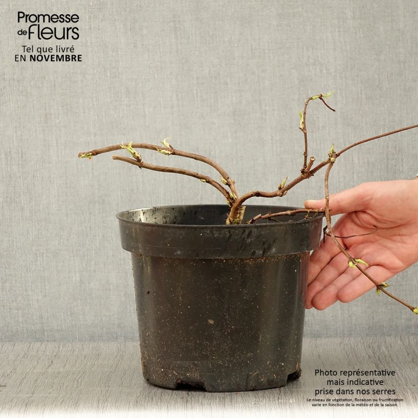 Amostra de Sureau à grappes - Sambucus racemosa Tenuifolia Pot de 4L/5L tal como entregue no outono