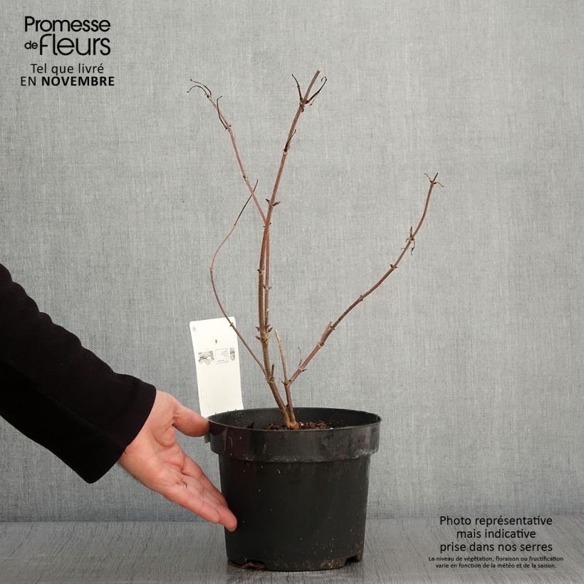 Amostra de Sambucus racemosa Welsh Gold Vaso de 3 L/4 L tal como entregue no outono