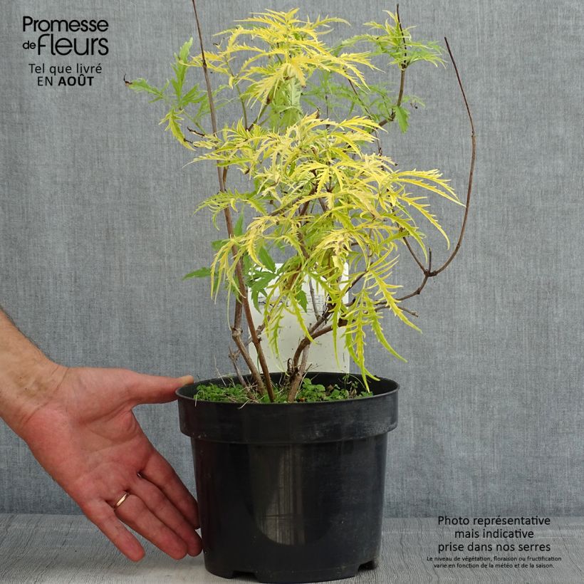Amostra de Sambucus racemosa Welsh Gold Vaso de 3 L/4 L tal como entregue no verão