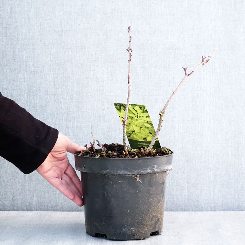 Amostra de Sureau noir panaché - Sambucus nigra Luteovariegata Pot de 4L/5L tal como entregue no inverno