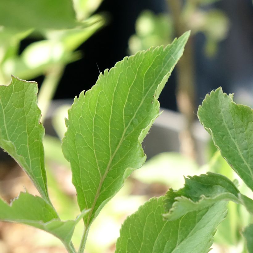 Sambucus nigra var. albida (Folhagem)