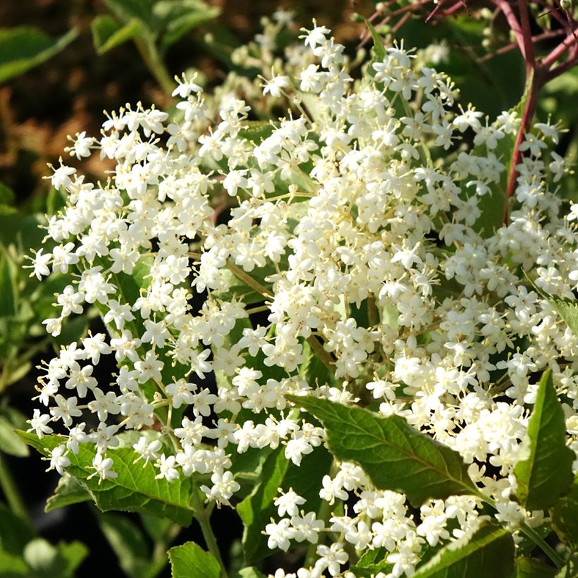 Sambucus nigra var. albida (Floração)