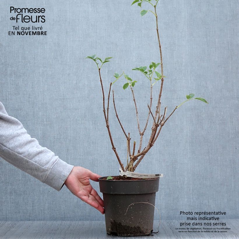 Amostra de Sambucus nigra var. albida Vaso de 4 L/5 L tal como entregue no outono