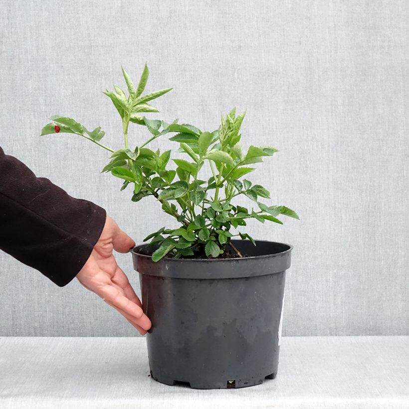 Amostra de Sambucus nigra Anatole Vaso de 4 L/5 L tal como entregue na primavera