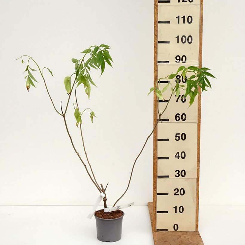 Amostra de Sureau noir  - Sambucus nigra Aurea Vaso de 2 L/3 L tal como entregue no outono