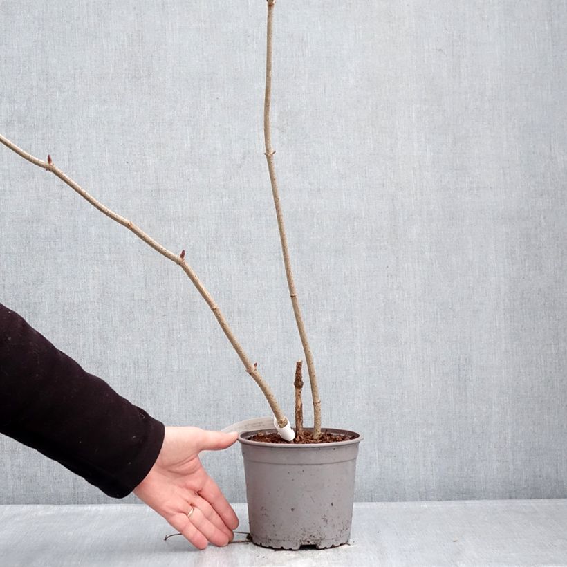 Amostra de Sambucus nigra Aurea Vaso de 2 L/3 L tal como entregue no inverno