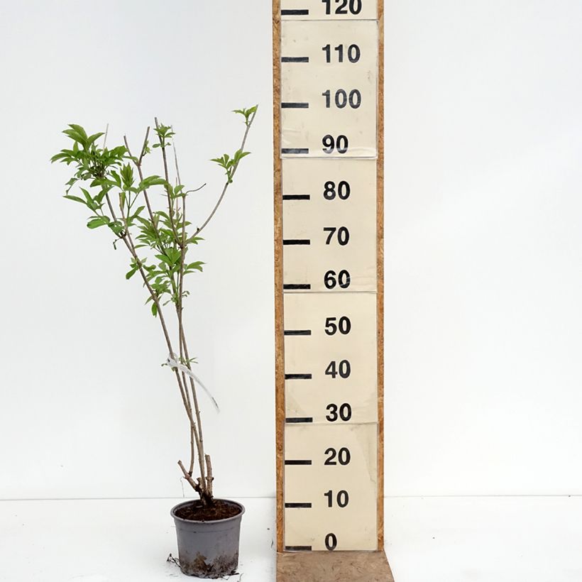 Amostra de Sambucus nigra Aurea Vaso de 2 L/3 L tal como entregue na primavera