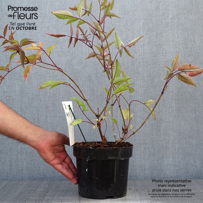 Amostra de Sambucus nigra Black Beauty Vaso de 2 L/3 L tal como entregue no outono
