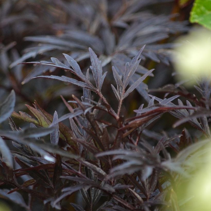 Sambucus nigra Black Lace (Folhagem)