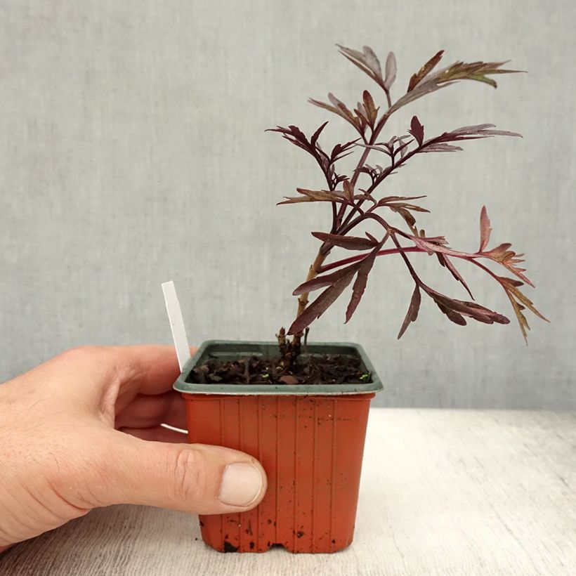 Amostra de Sambucus nigra Black Lace Vaso de 8/9 cm tal como entregue no outono