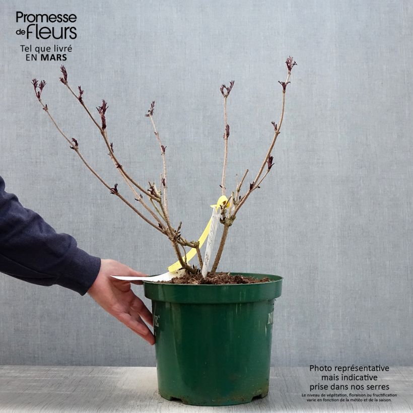 Amostra de Sambucus nigra Black Lace Vaso de 6 L/7 L tal como entregue na primavera