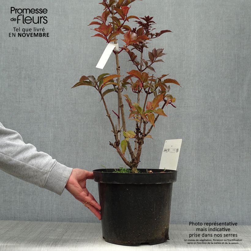 Amostra de Sambucus nigra Black Tower - Sabugueiro Vaso de 7,5 L/10 L tal como entregue no outono