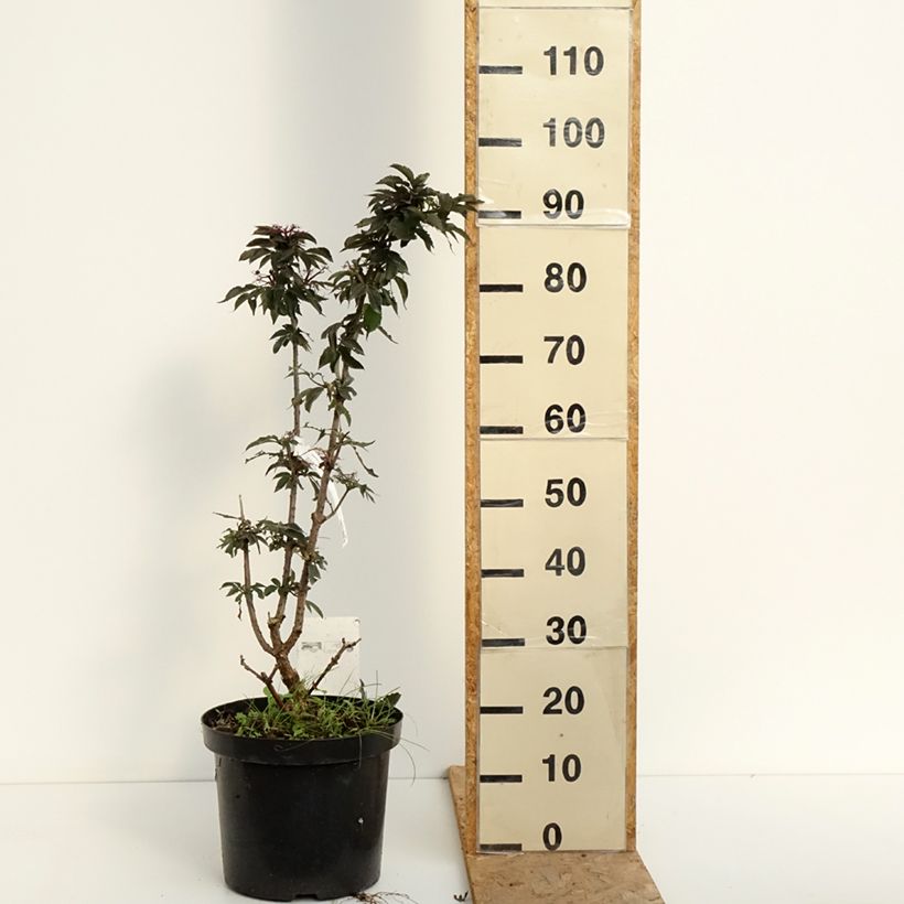 Amostra de Sambucus nigra Black Tower - Sabugueiro Vaso de 7,5 L/10 L tal como entregue no verão