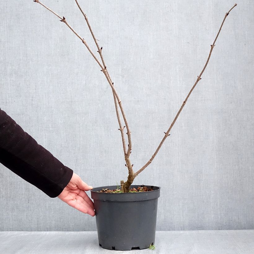 Amostra de Sambucus nigra f. porphyrophylla Blue Sheen Vaso de 4 L/5 L tal como entregue no inverno