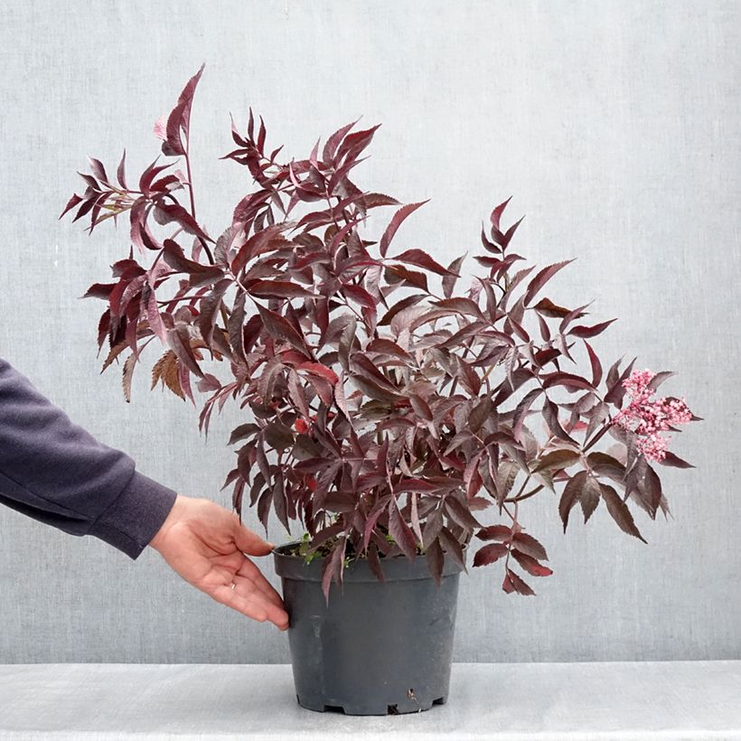 Amostra de Sureau noir - Sambucus nigra Blue Sheen Pot de 4L/5L tal como entregue na primavera
