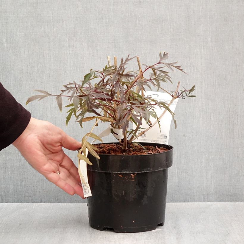 Amostra de Sambucus nigra Cherry Lace Vaso de 3 L/4 L tal como entregue no outono