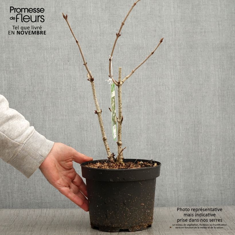 Amostra de Sambucus nigra - Sabugueiro Vaso de 2 L/3 L tal como entregue no outono
