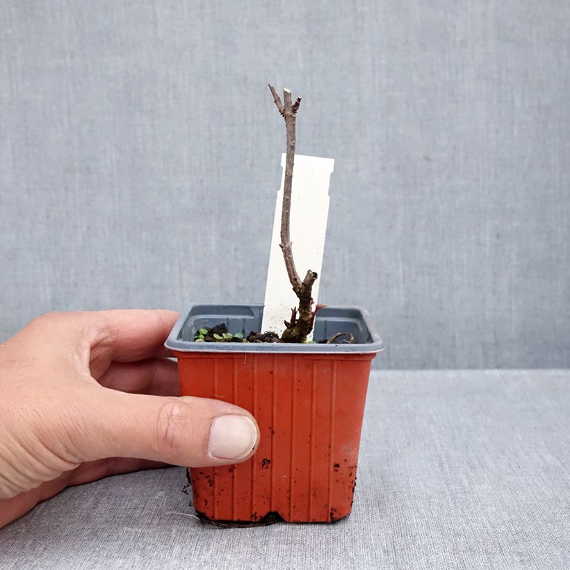 Amostra de Sambucus nigra Golden Spark Vaso de 8/9 cm tal como entregue no outono