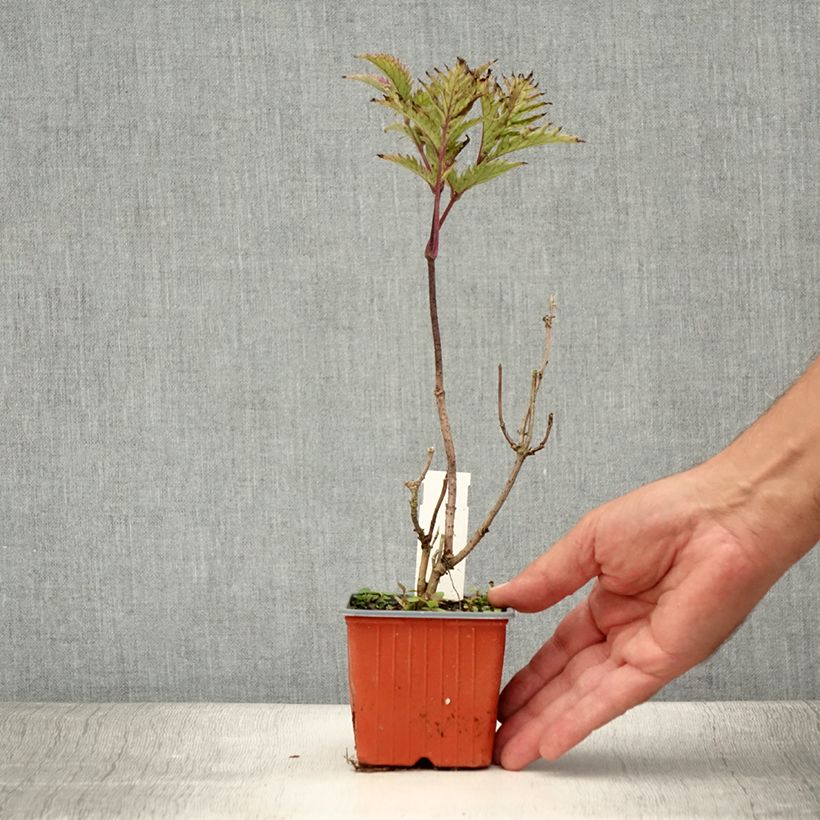 Amostra de Sambucus nigra Golden Spark Vaso de 8/9 cm tal como entregue no verão