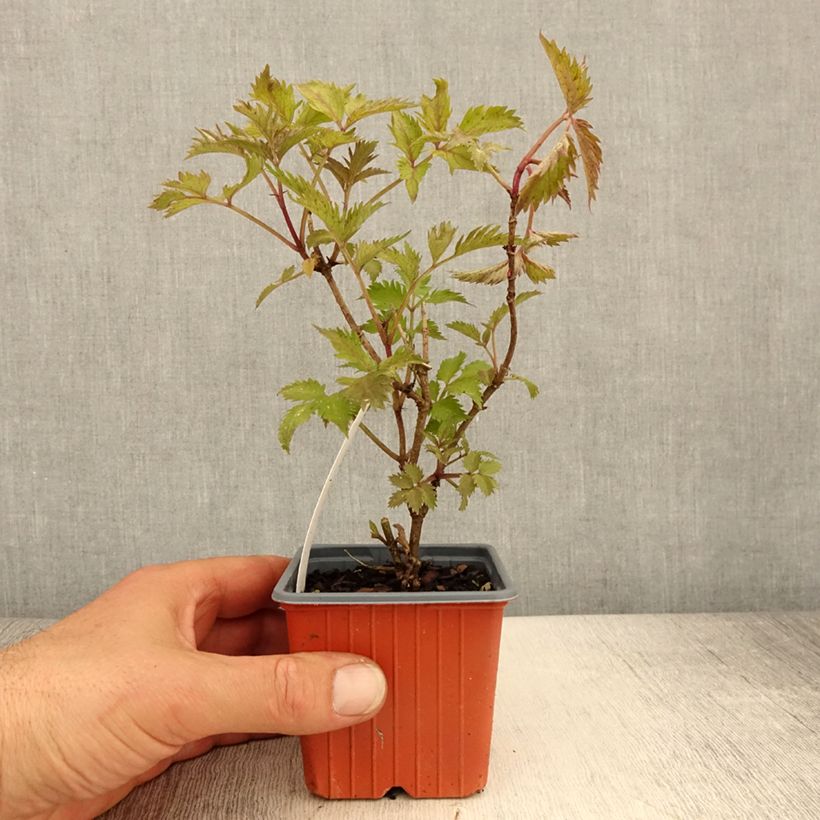 Amostra de Sambucus nigra Golden Spark Vaso de 8/9 cm tal como entregue na primavera