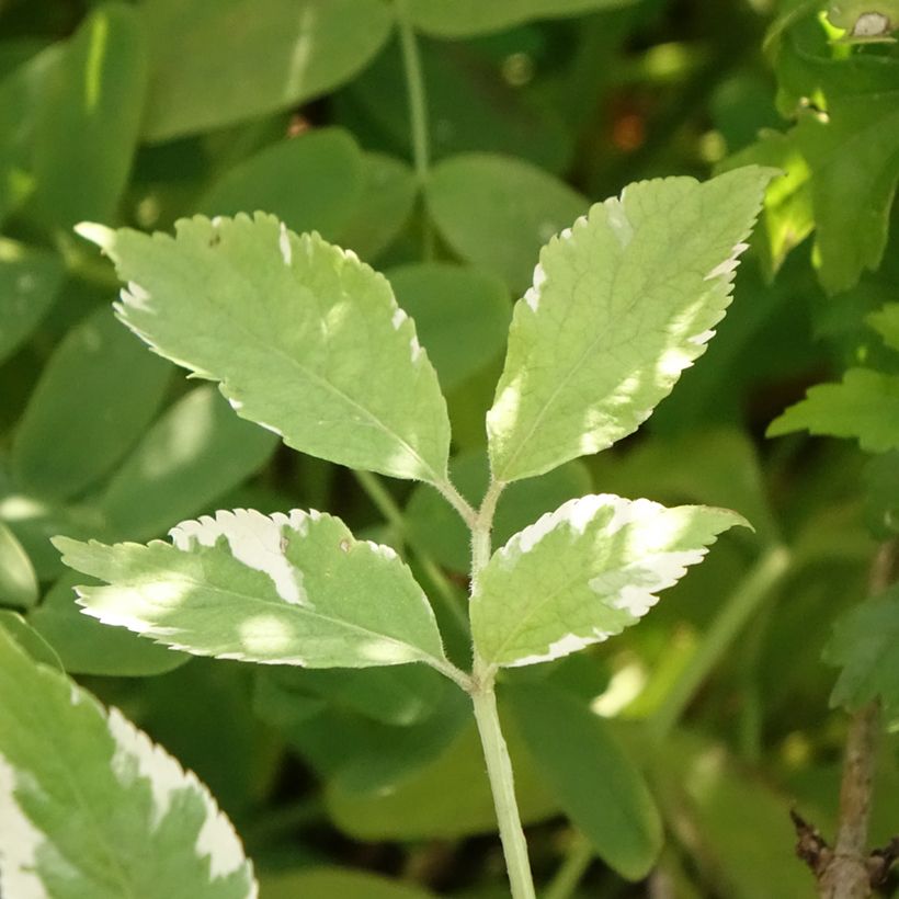 Sambucus nigra Golden Spark (Folhagem)