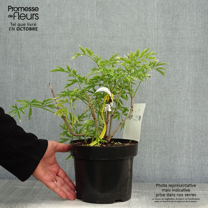 Amostra de Sambucus nigra Golden Tower Vaso de 3 L/4 L tal como entregue no outono