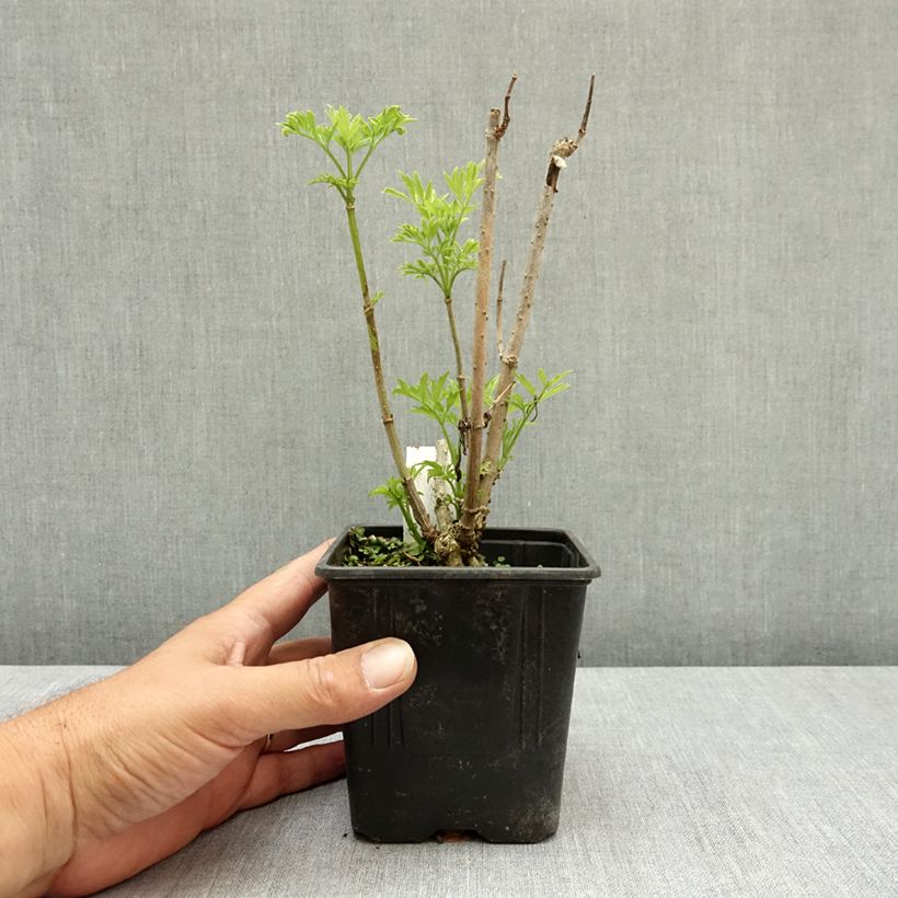Amostra de Sambucus nigra Golden Tower Vaso de 12 cm/13 cm tal como entregue no verão