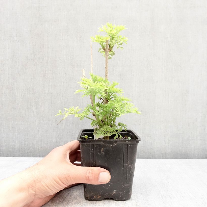 Amostra de Sambucus nigra Golden Tower Vaso de 12 cm/13 cm tal como entregue na primavera