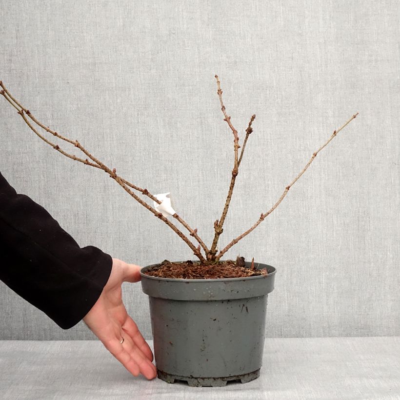 Amostra de Sureau noir - Sambucus nigra Haidegg 17 Vaso de 3 L/4 L, Tufo tal como entregue no inverno