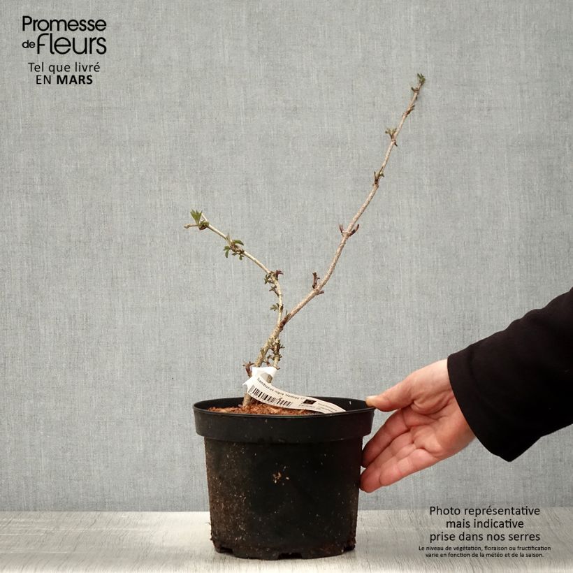 Amostra de Sabugueiro Haidegg 17 - Sambucus nigra Vaso de 3 L/4 L, Tufo tal como entregue na primavera